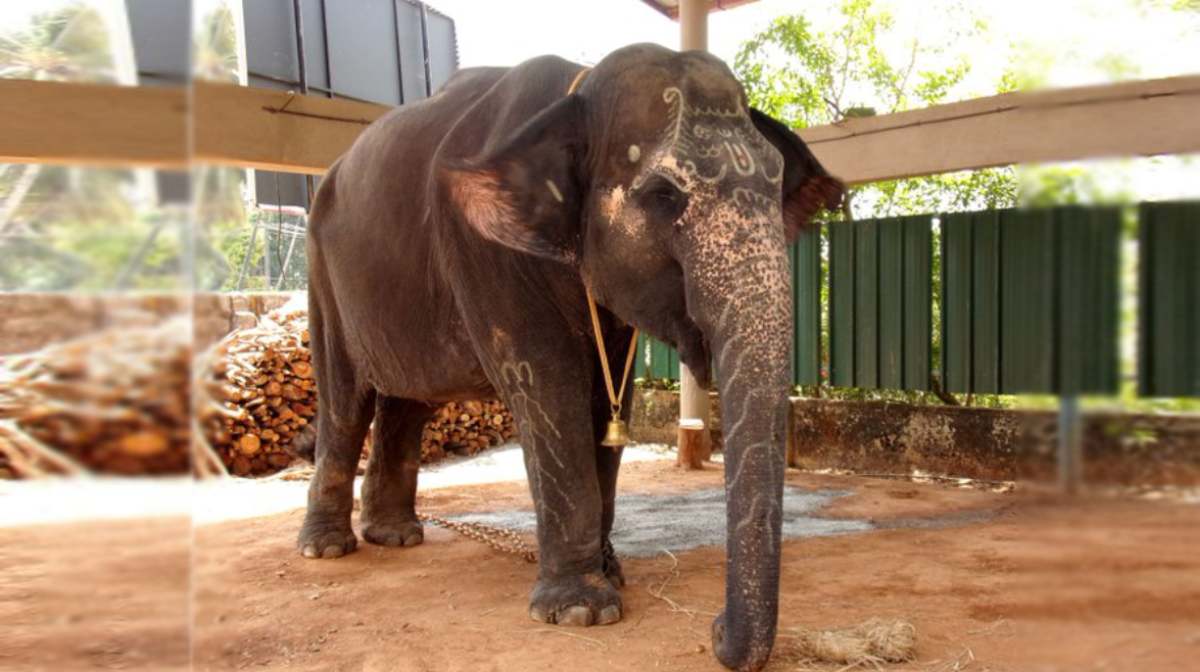 subhadra-elephant