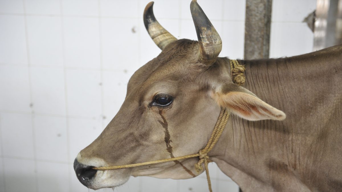 cow-rape