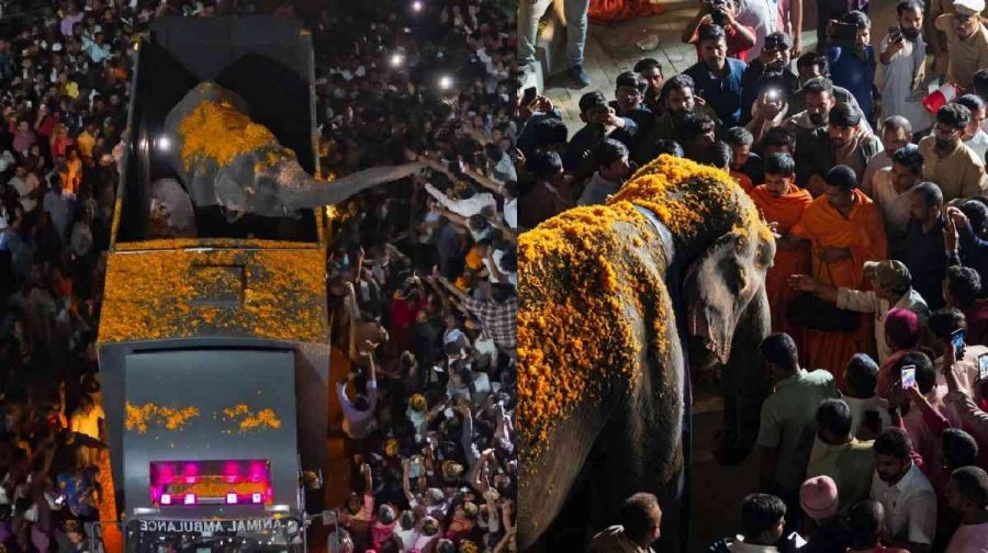 madhuri-elephant