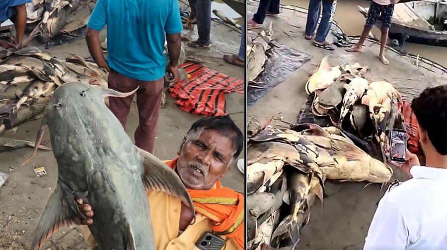 fish-bihar-nepal
