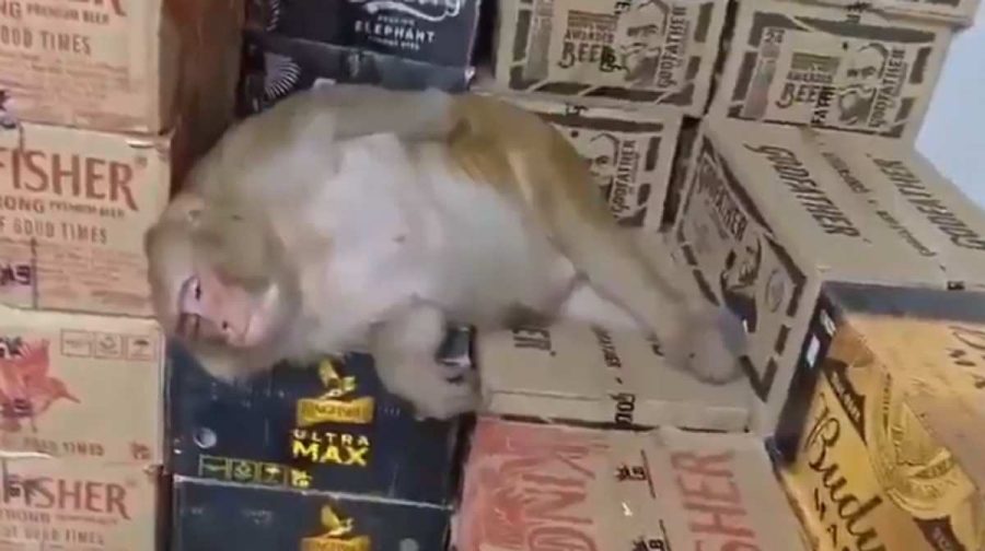 monkey-drinks-vodka-ranchi