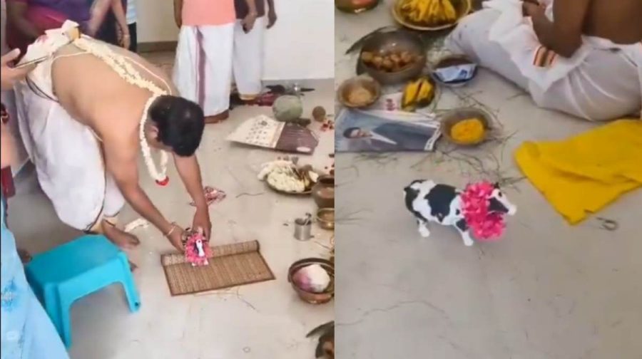 toy-cow-housewarming