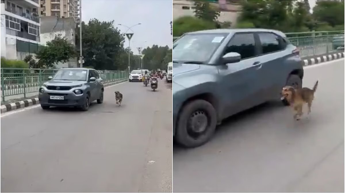 dog-follow-owners-car