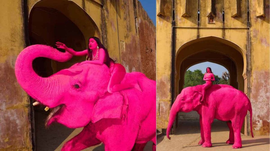 pink-elephant