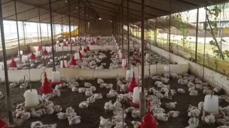 വിഡിയോയില്‍ നിന്നുള്ള ചിത്രം