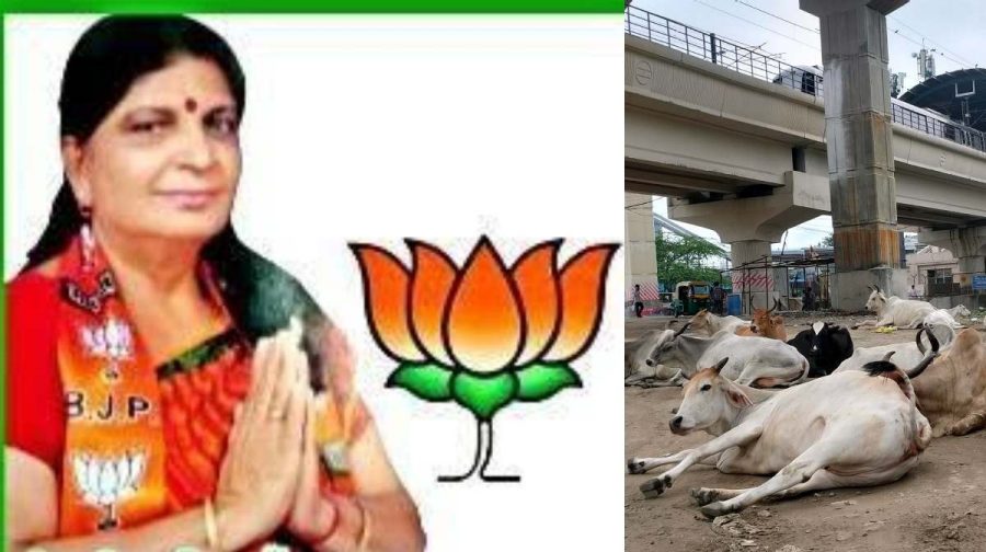 bjp-leader-cattle-attack