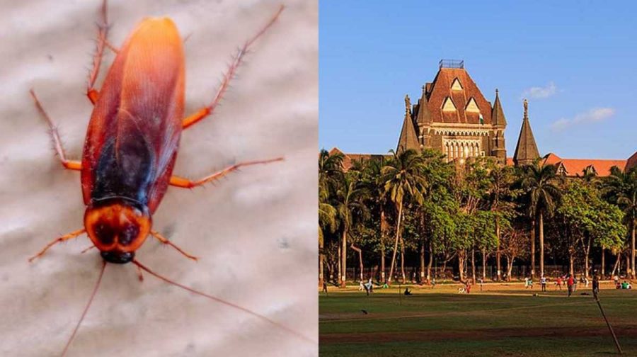 cockroach-mumbai