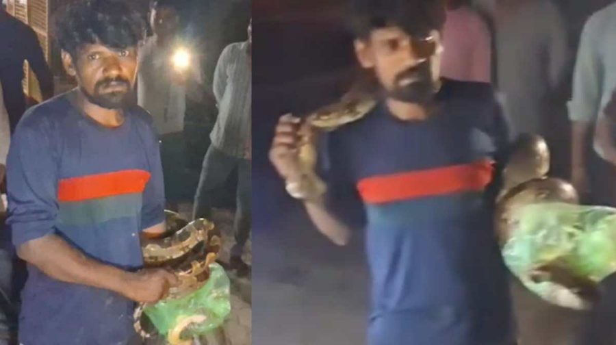 man-catches-giant-python-barabanki