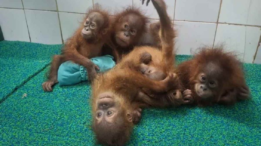 orangutans-odisha