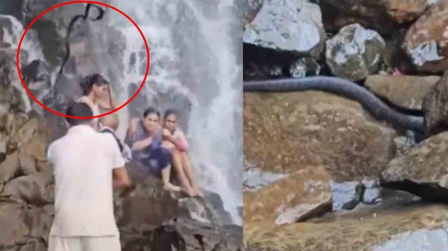 snake-falls-on-tourist