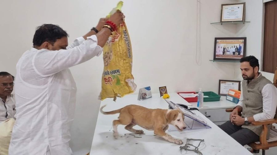 stray-dog-menace-protesters