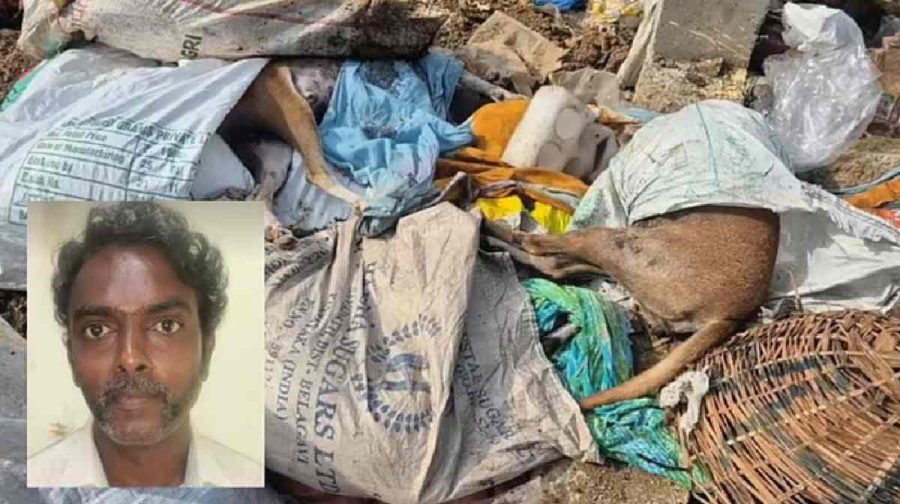 chennai-stray-dog-murder