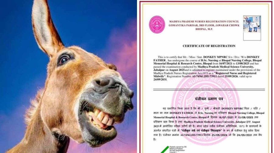 donkey-nursing-certificate