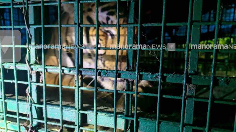 tiger-captured-vandikkadavu