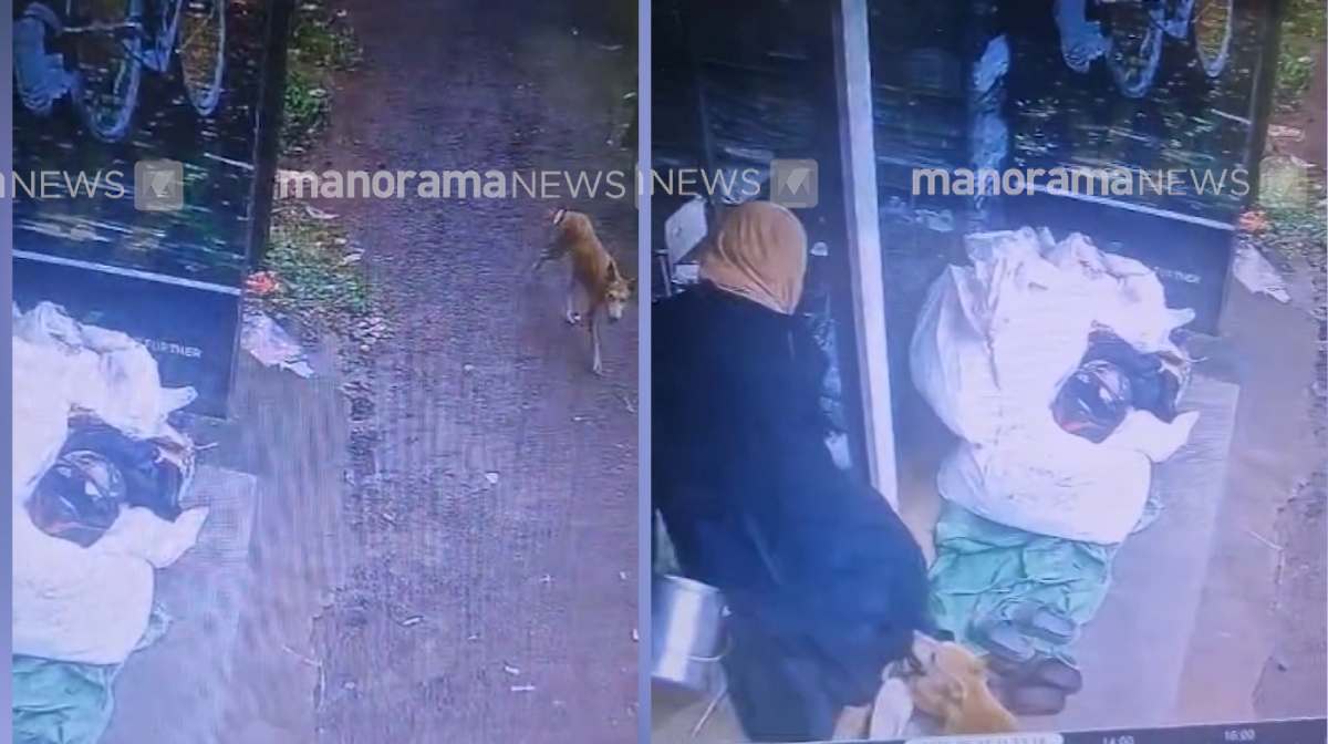 kannur-stray-dog-attacks-continue-2-year-old-bitten