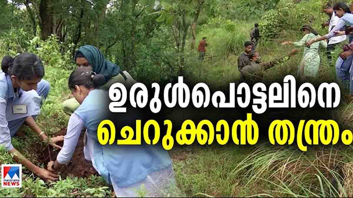 wayanad-tree