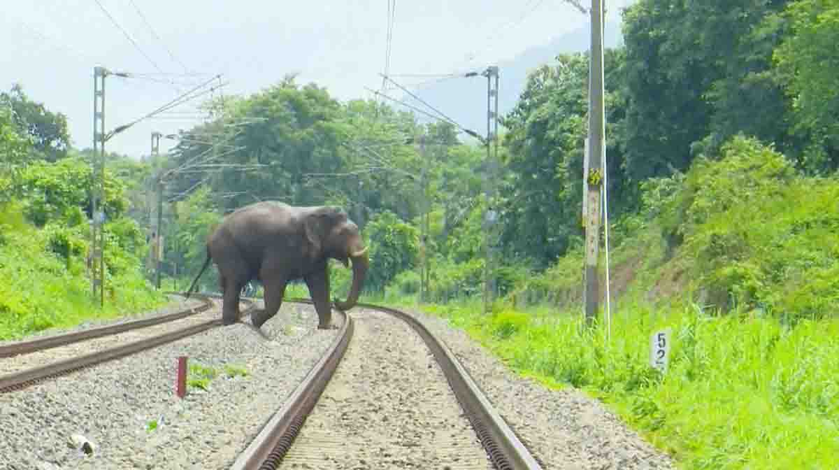 palakkad-elephant