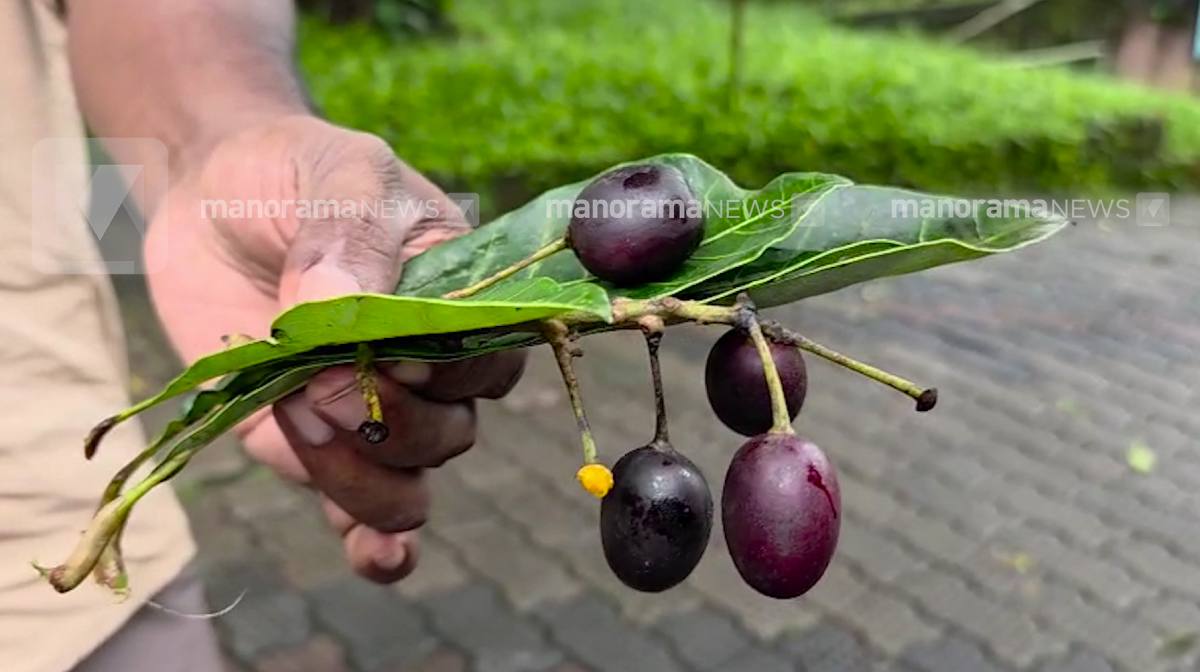 student-hospitalised-after-eating-poisonous-berry-n