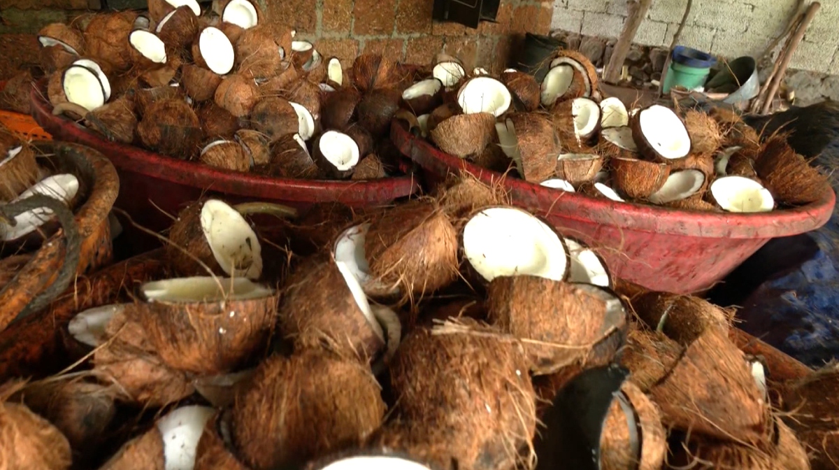 coconut-farmers
