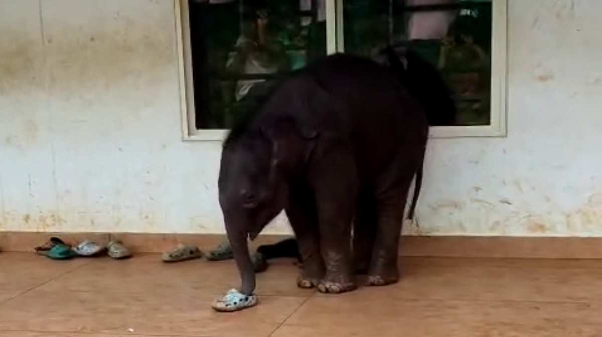 elephant-calf-wyd-school