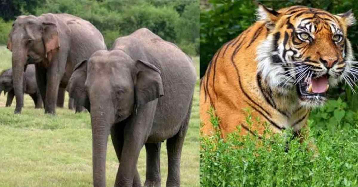 elephant-tiger