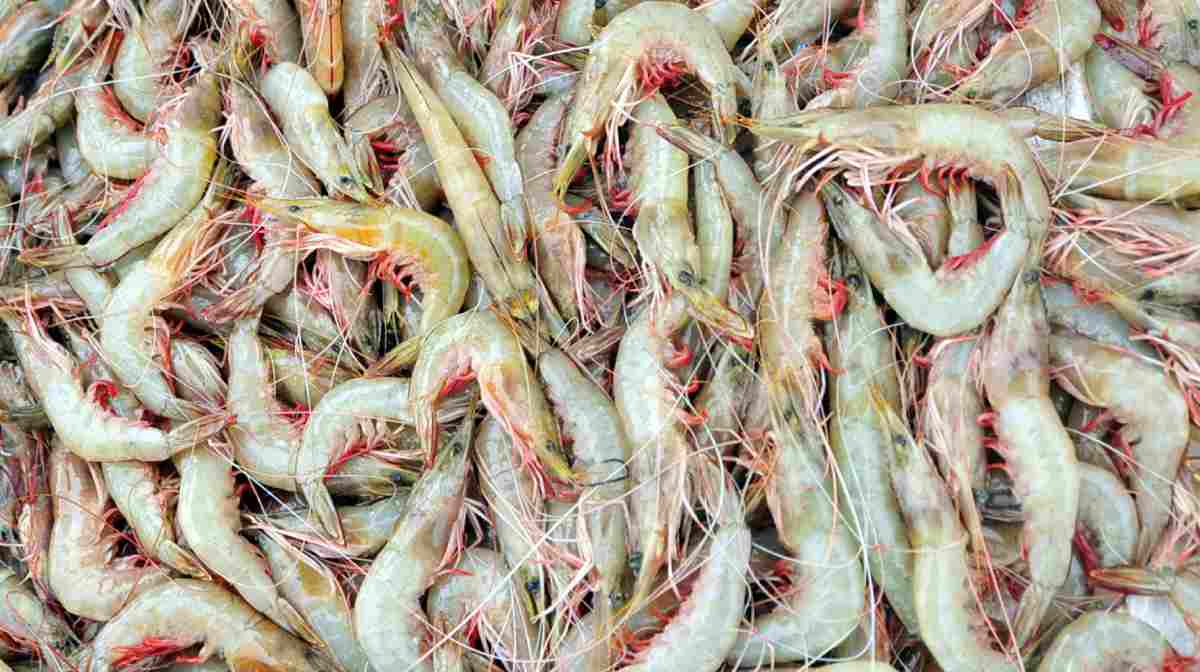 KOZHIKODE 1st July 2012 :Prawns at Puthiyappa Hurbar / Photo: James Arpookara , CLT #

