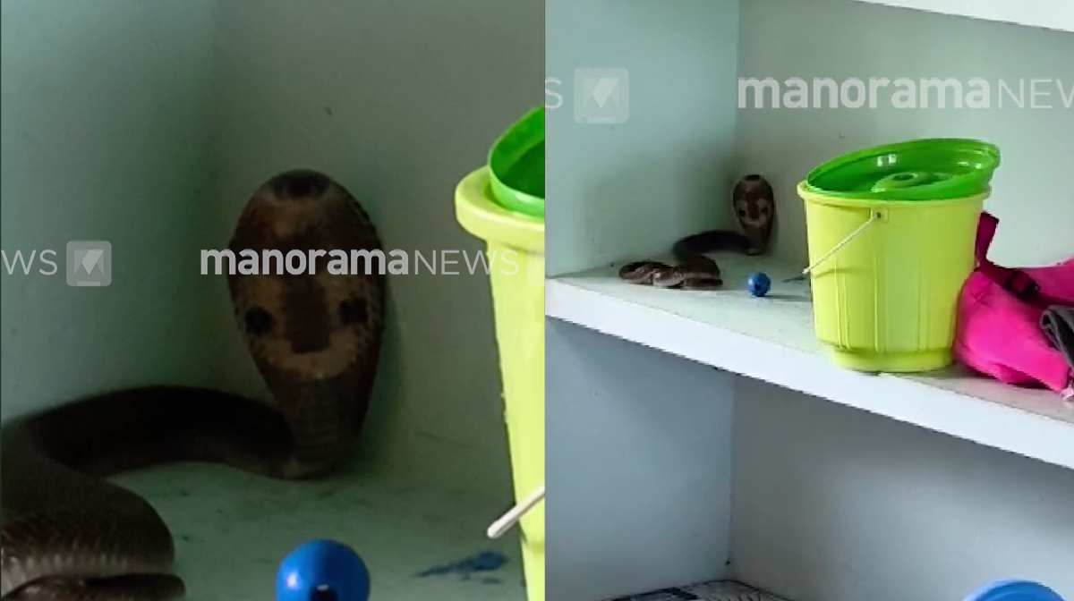 cobra-anganavadi-new