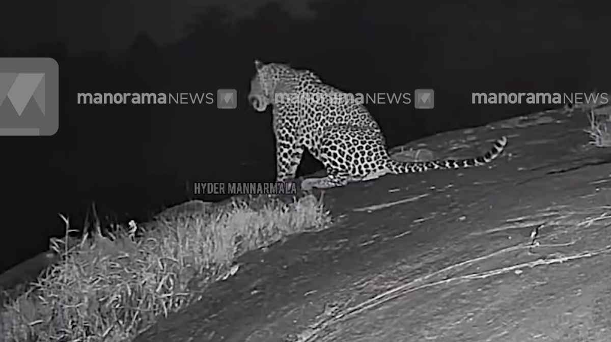 tiger-spotted-mannarmala-forest-department-capture