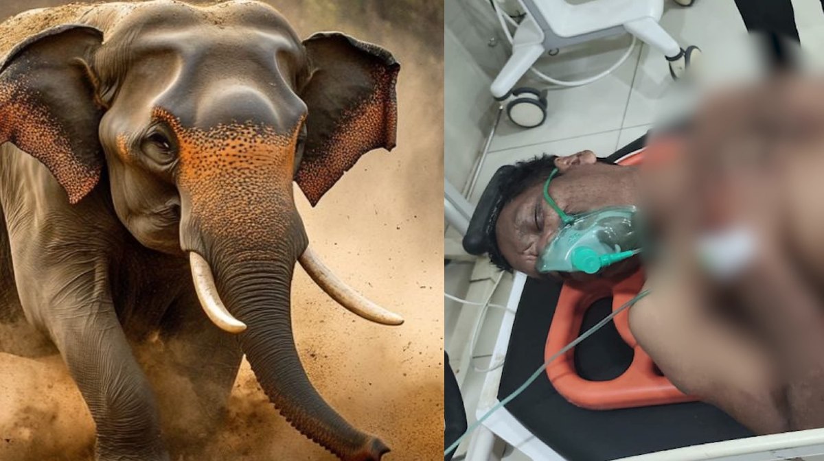 wayanad-elephant-attack-tribal-man-injured
