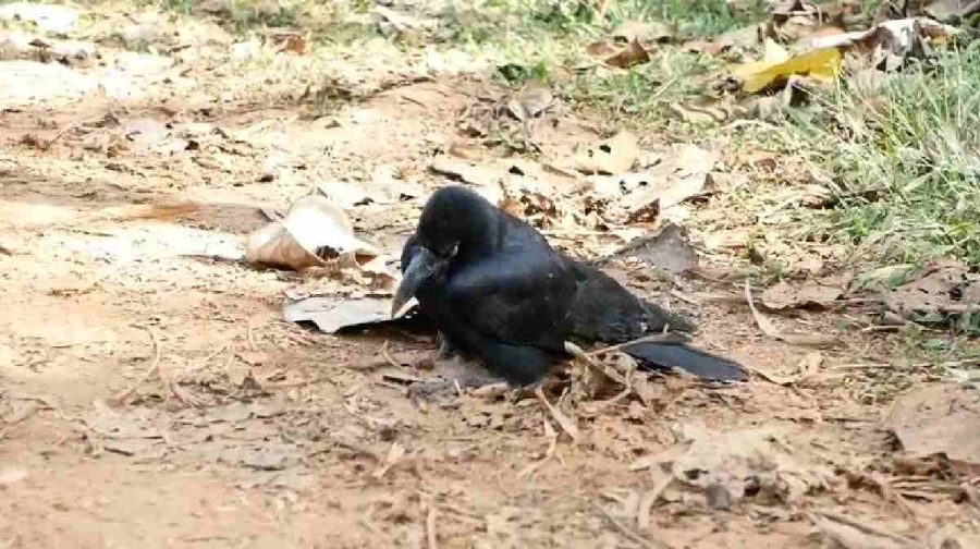 kannur-bird-flu