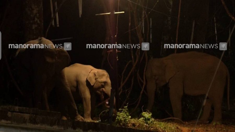 sabarimala-elephant-alert