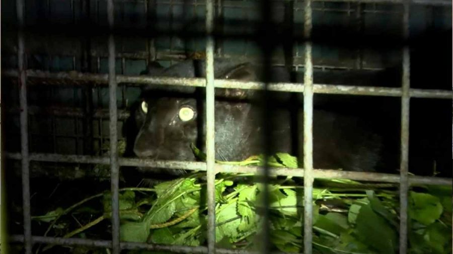 first-black-panther-trapped-in-kerala-forest-department-cage-pathanamthitta-koodal