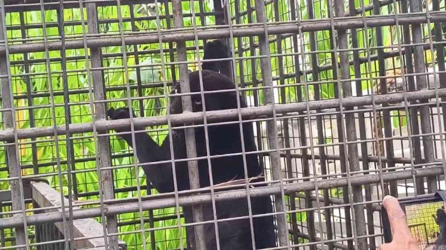 pathanamthitta-black-panther