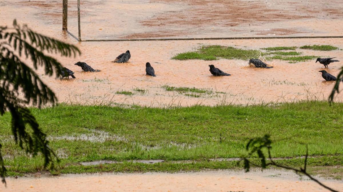 rain-today