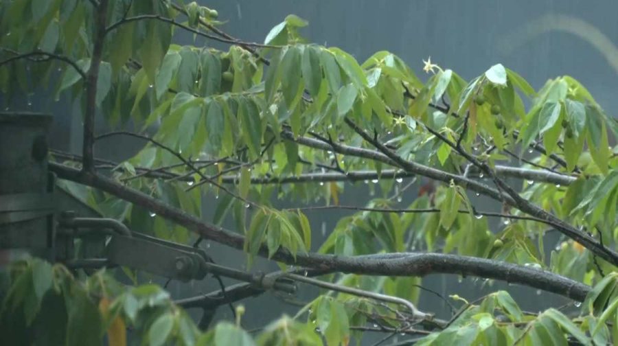 rain-tree