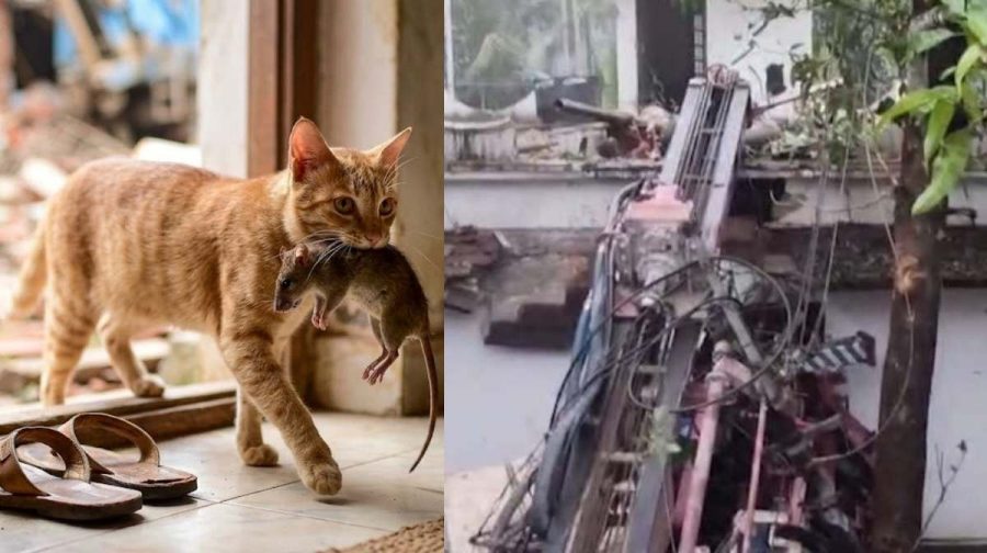kasaragod-well-digging-accident-cat-saves-family