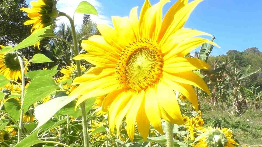 sunflower-bison-valley
