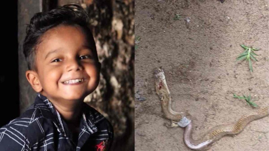 hospital-denies-medical-negligence-snake-bite