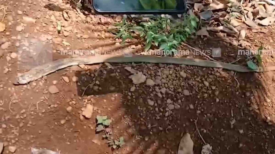 cobra-dead-under-jackfruit