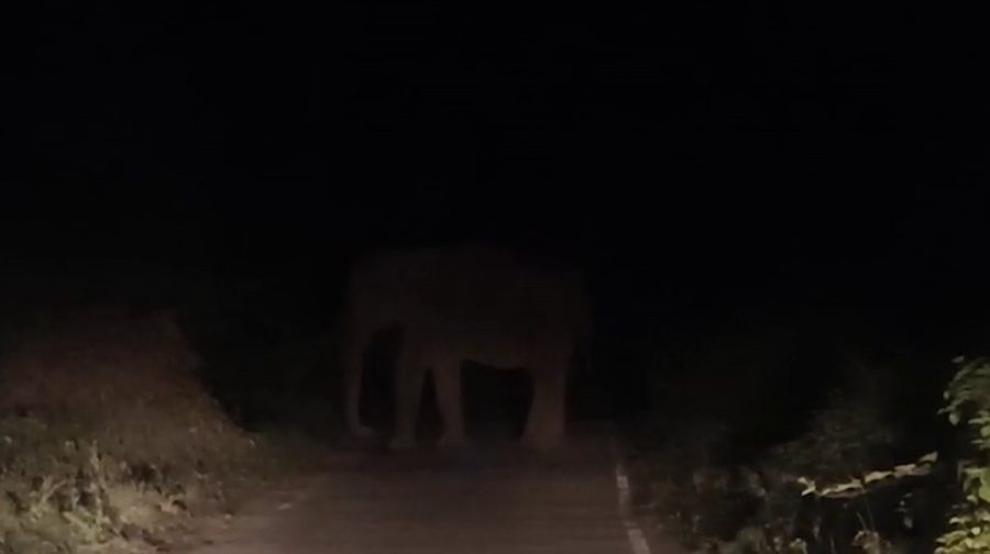 election-officials-face-wild-elephant-konni