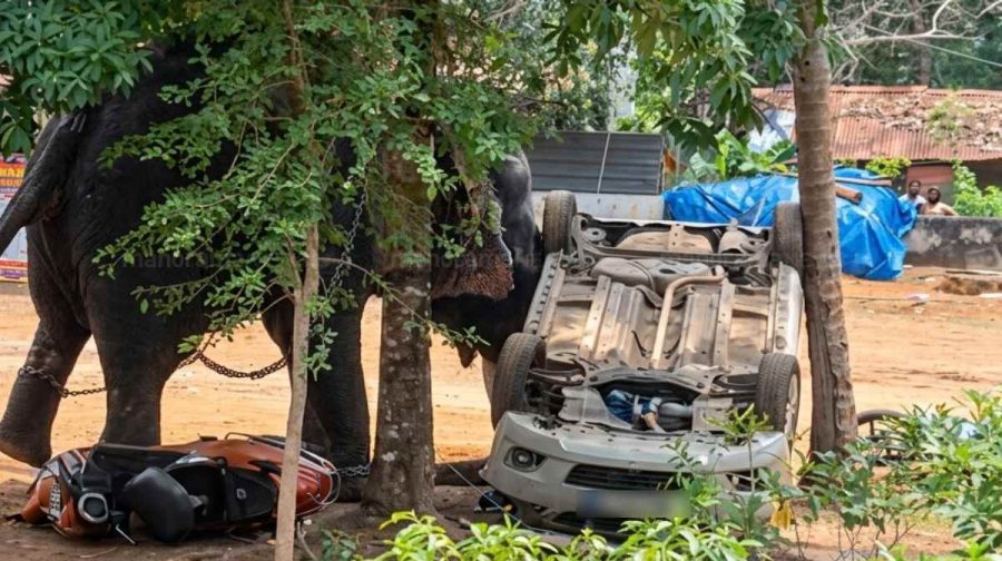 angamaly-elephant-tragedy-kidangoor-0105