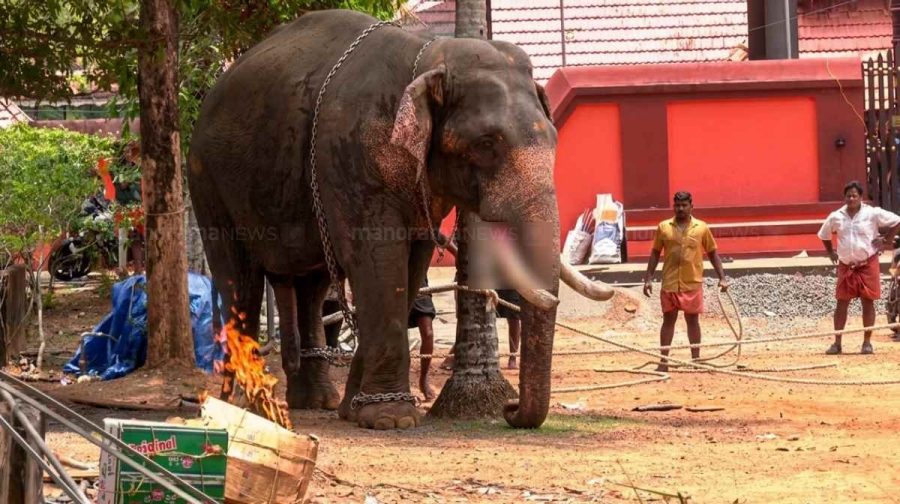 angamaly-elephant-tranquilized-0105