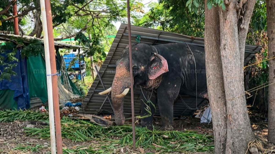 thrissur-elephant-attack-irinjalakuda-mahout-death