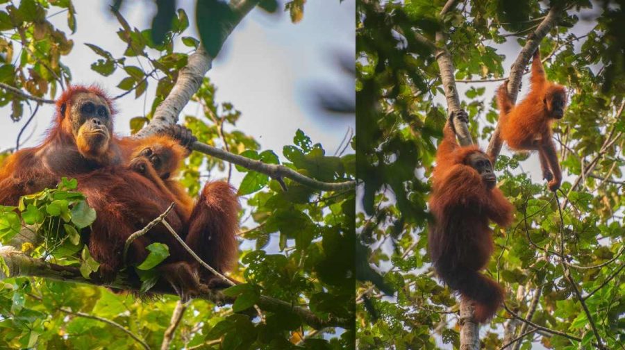 orangu