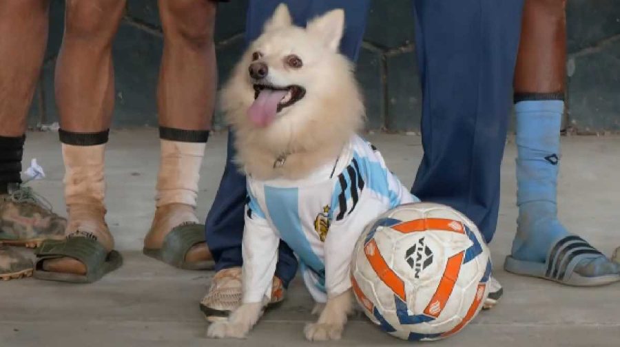 wayanaddog