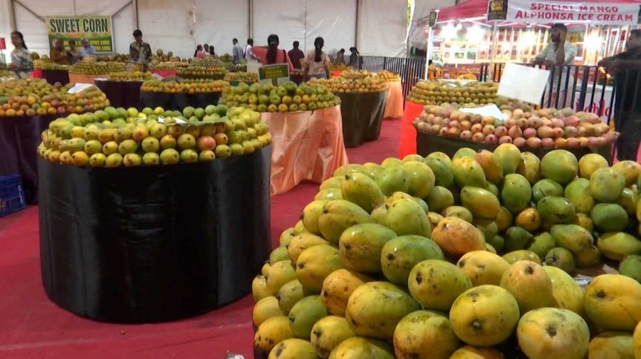 Mango-1