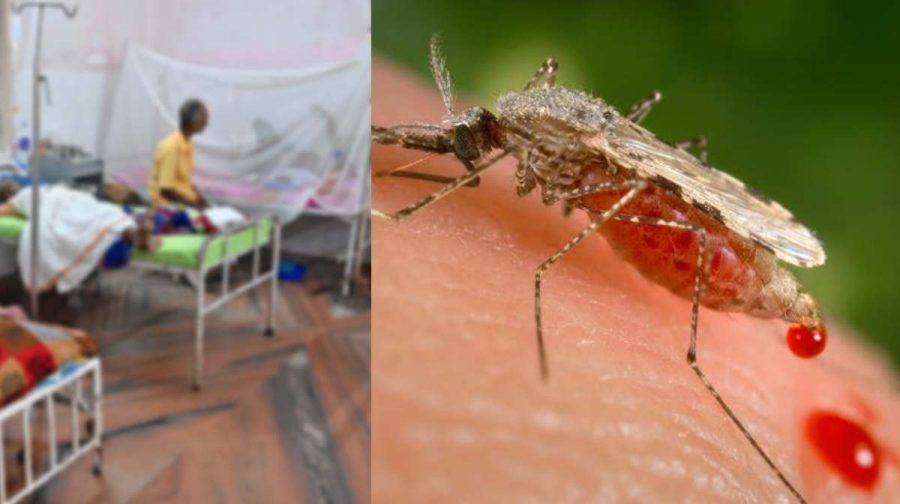 malaria