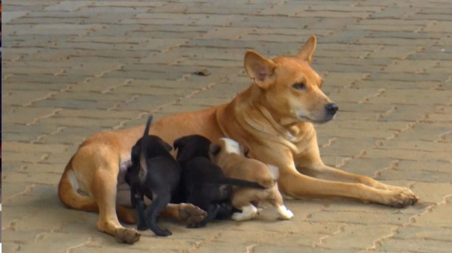 dognew