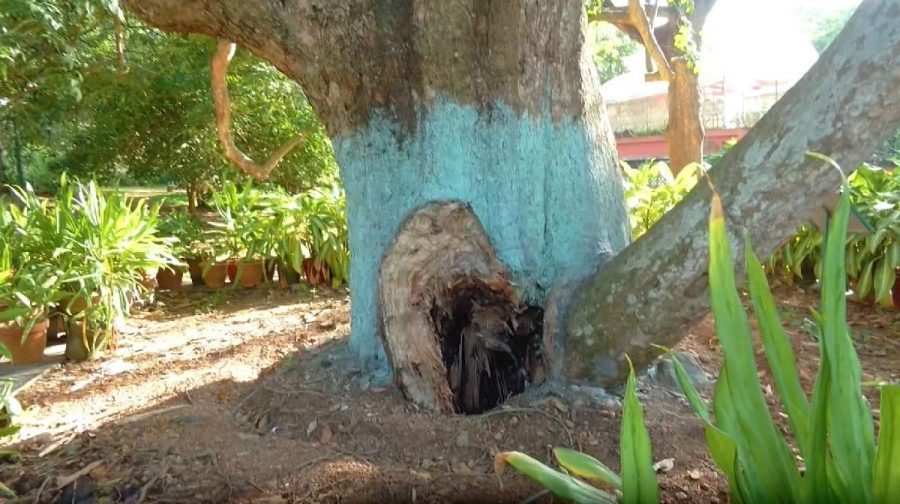 tree