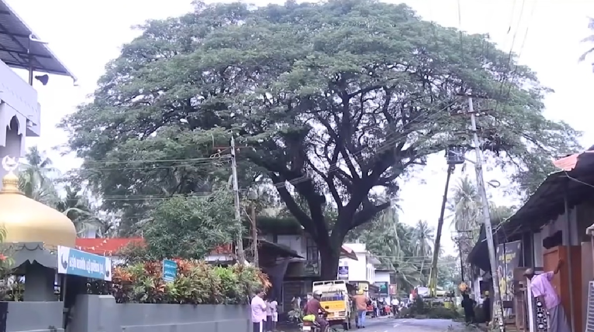 kannurtree